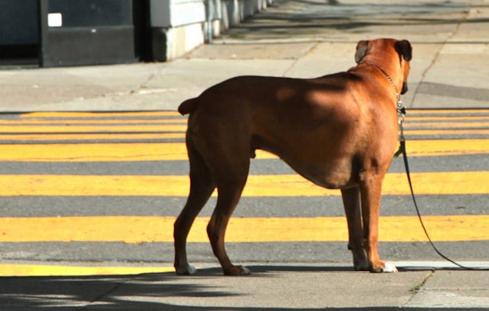 Park Station Cracking Down On Unattended Dogs?