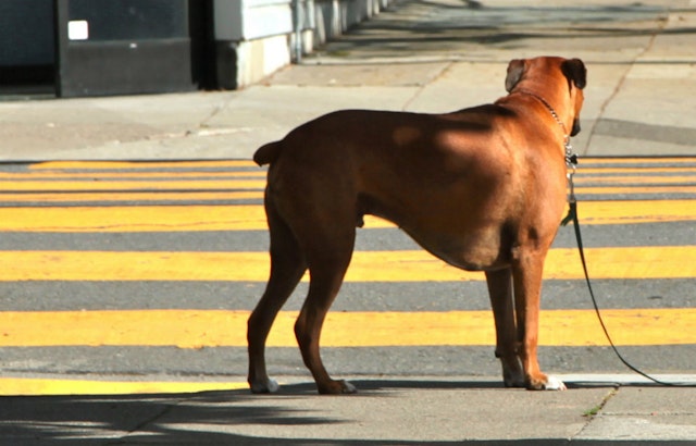 Park Station Cracking Down On Unattended Dogs?