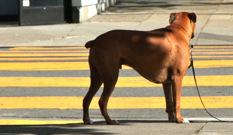 Park Station Cracking Down On Unattended Dogs?
