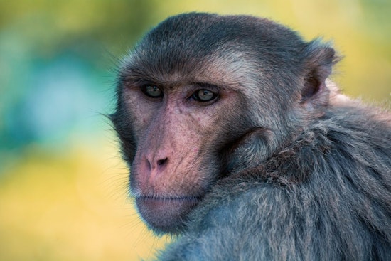 For Decades, Escaped UCSF Research Monkeys Amused, Terrified Inner Sunset Residents