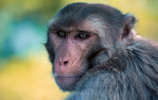For Decades, Escaped UCSF Research Monkeys Amused, Terrified Inner Sunset Residents