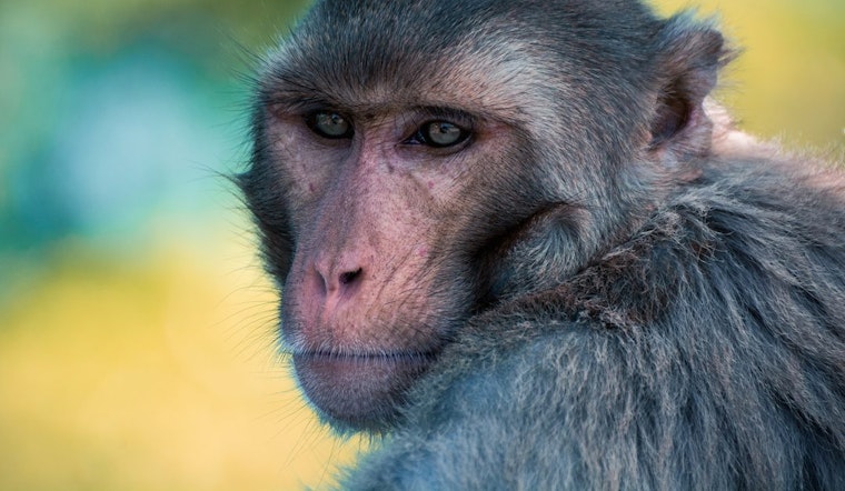 For Decades, Escaped UCSF Research Monkeys Amused, Terrified Inner Sunset Residents