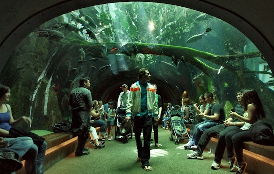 Inner Sunset Week: Free Cal Academy And Zoo Admission, Parking Permit Meeting, More