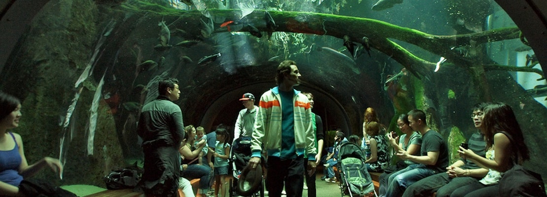 Inner Sunset Week: Free Cal Academy And Zoo Admission, Parking Permit Meeting, More
