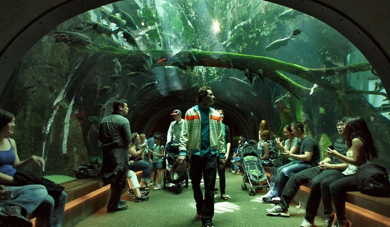 Inner Sunset Week: Free Cal Academy And Zoo Admission, Parking Permit Meeting, More