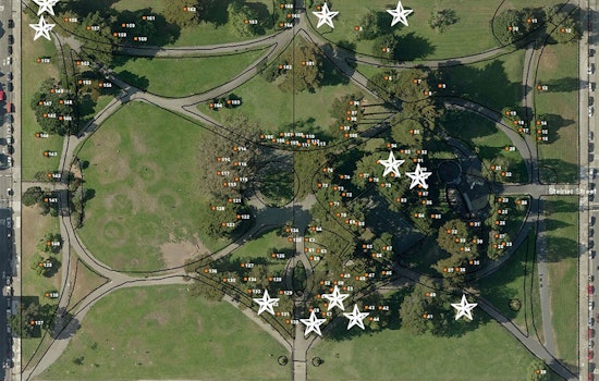 Roughly A Dozen Trees Are Slated For Removal From Alamo Square