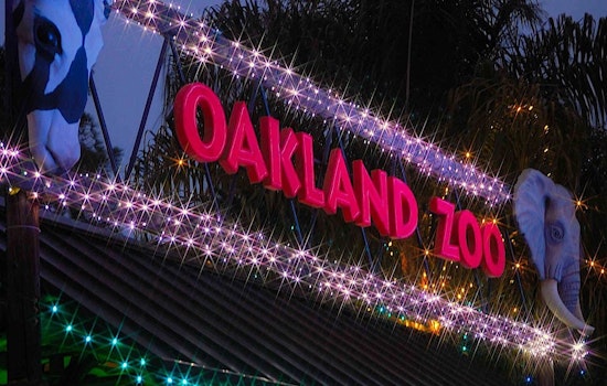 Oakland weekend: Lights at the Zoo, a holiday play, and a Victorian Christmas history tour