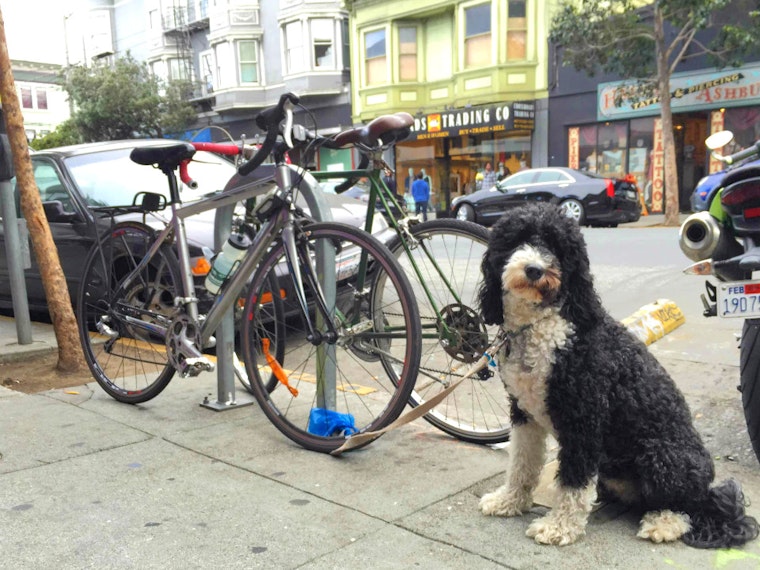 Upper Haight Week: Weed Busts, Burger Urges, Fur Problems