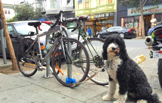 Upper Haight Week: Weed Busts, Burger Urges, Fur Problems