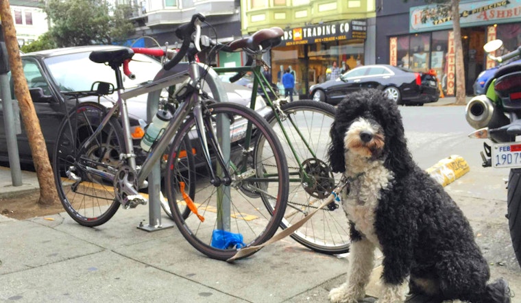 Upper Haight Week: Weed Busts, Burger Urges, Fur Problems