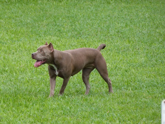 Police Seek Help In Finding Pit Bull's Owner After Golden Gate Park Attack