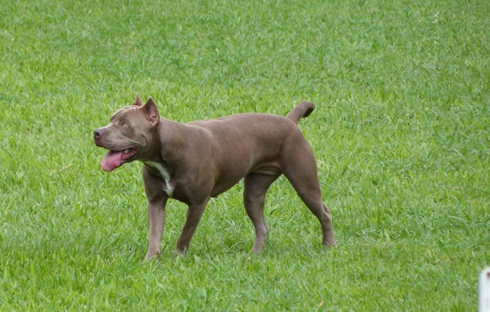 Police Seek Help In Finding Pit Bull's Owner After Golden Gate Park Attack