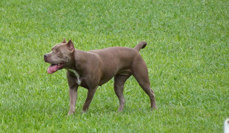 Police Seek Help In Finding Pit Bull's Owner After Golden Gate Park Attack