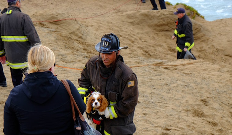 Scenes From A Cliffside Dog Rescue At Fort Funston