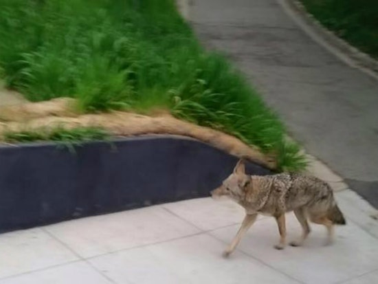 Coyote Spotted In Corona Heights This Morning