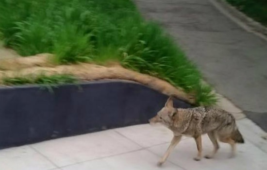 Coyote Spotted In Corona Heights This Morning