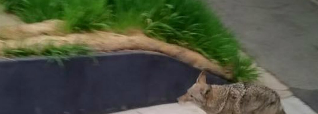 Coyote Spotted In Corona Heights This Morning