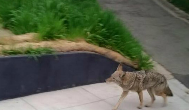 Coyote Spotted In Corona Heights This Morning