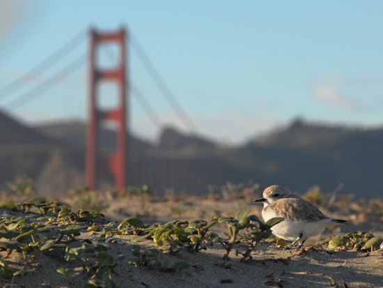 Off-Leash Dogs At Ocean Beach Could Be Deadly For Endangered Birds, Experts Warn