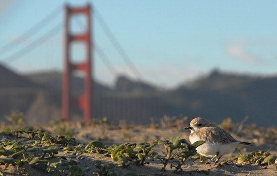 Off-Leash Dogs At Ocean Beach Could Be Deadly For Endangered Birds, Experts Warn