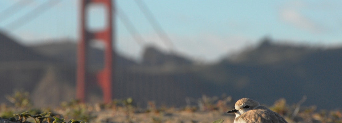 Off-Leash Dogs At Ocean Beach Could Be Deadly For Endangered Birds, Experts Warn