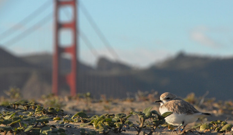 Off-Leash Dogs At Ocean Beach Could Be Deadly For Endangered Birds, Experts Warn
