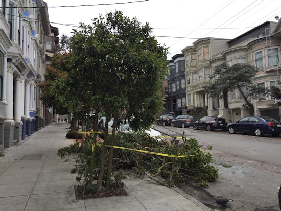 Trees Downed Across The City After Weekend's Big Storms