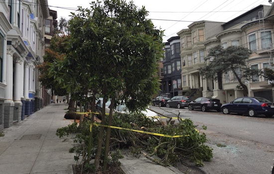 Trees Downed Across The City After Weekend's Big Storms