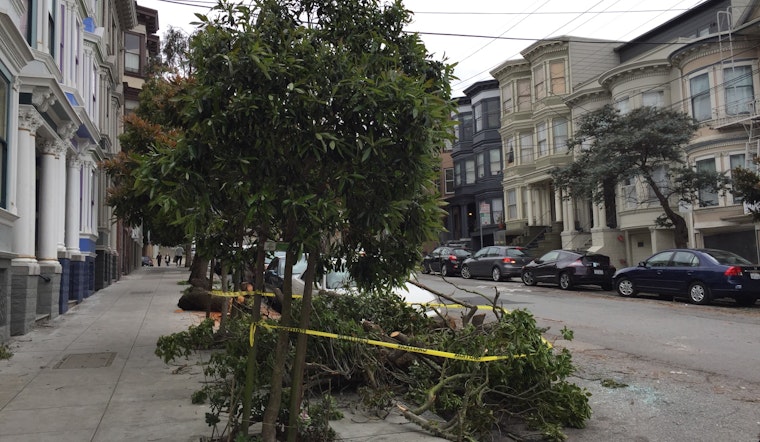 Trees Downed Across The City After Weekend's Big Storms