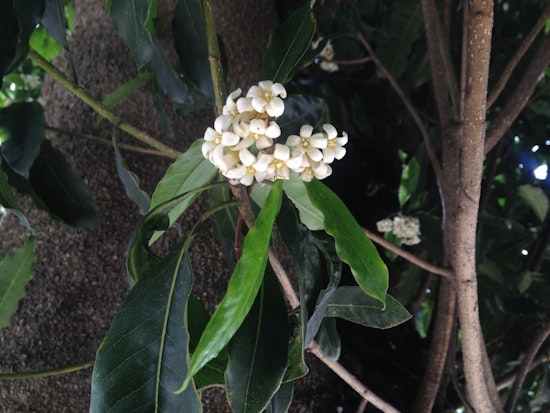 Scents Of The Sunset: Victorian Box And Jasmine Are In Full Bloom