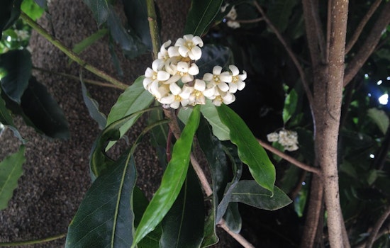 Scents Of The Sunset: Victorian Box And Jasmine Are In Full Bloom