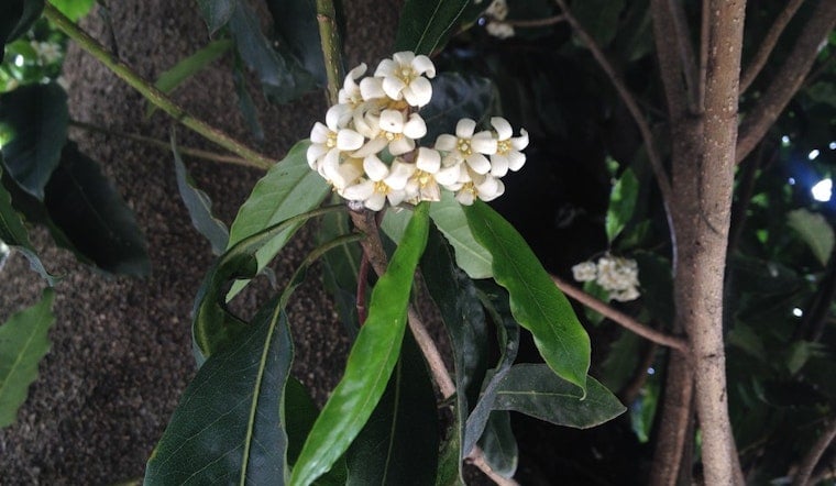 Scents Of The Sunset: Victorian Box And Jasmine Are In Full Bloom