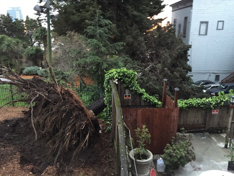 Look Out Below: Tree Falls In Koshland Park
