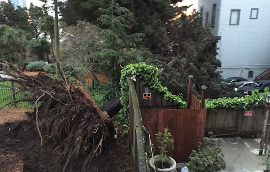 Look Out Below: Tree Falls In Koshland Park