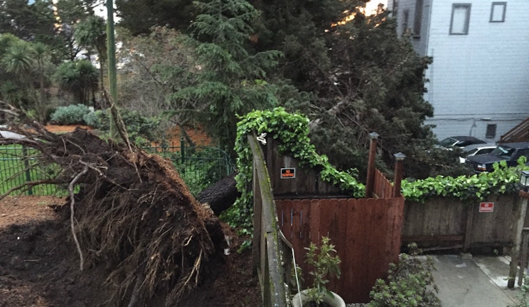 Look Out Below: Tree Falls In Koshland Park