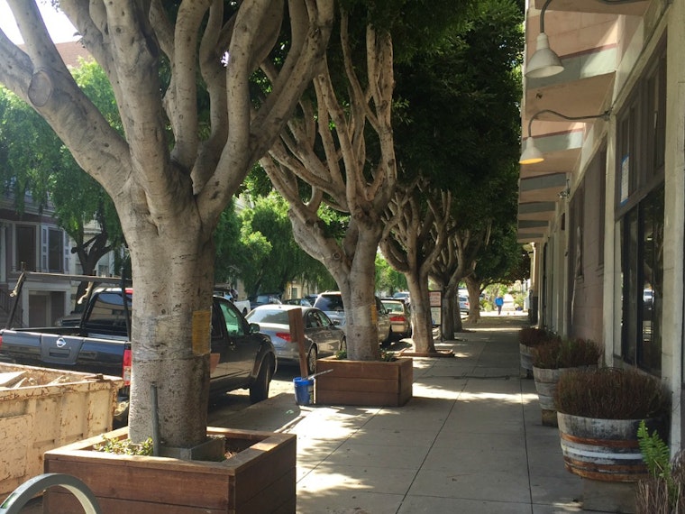 7 Ficus Trees Slated For Removal Outside Former Bean There Location