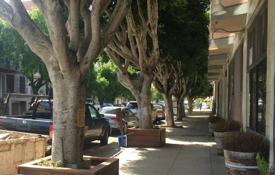 7 Ficus Trees Slated For Removal Outside Former Bean There Location