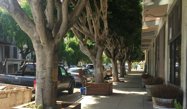 7 Ficus Trees Slated For Removal Outside Former Bean There Location