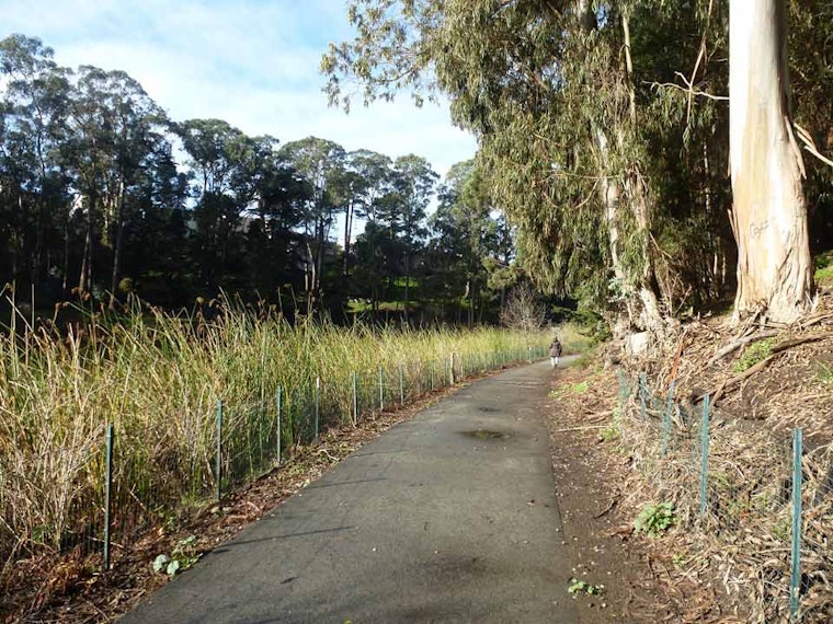 Pine Lake Park Closed After Fallen Trees Damage Pavilion