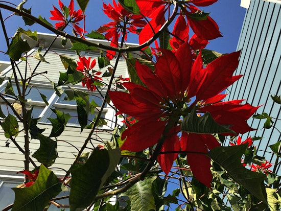 The Story Behind 17th Street's Massive Poinsettia Plant
