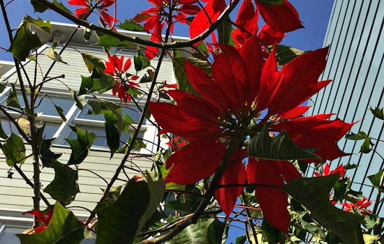 The Story Behind 17th Street's Massive Poinsettia Plant
