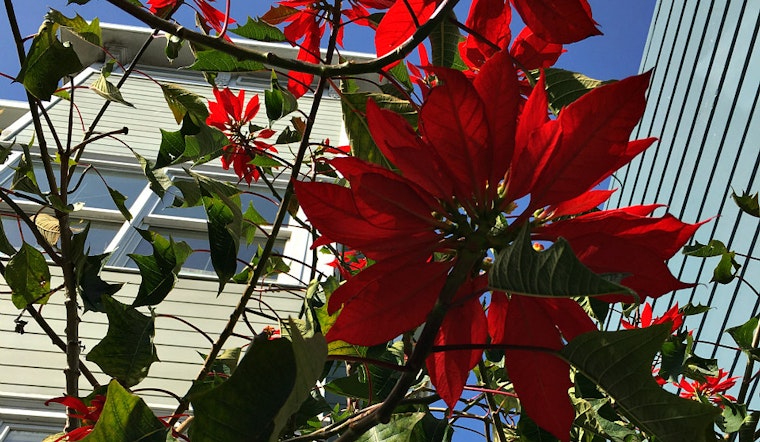 The Story Behind 17th Street's Massive Poinsettia Plant