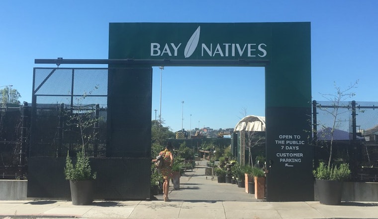 Bay Natives Nursery Energizes The Ecosystem Of Bayview