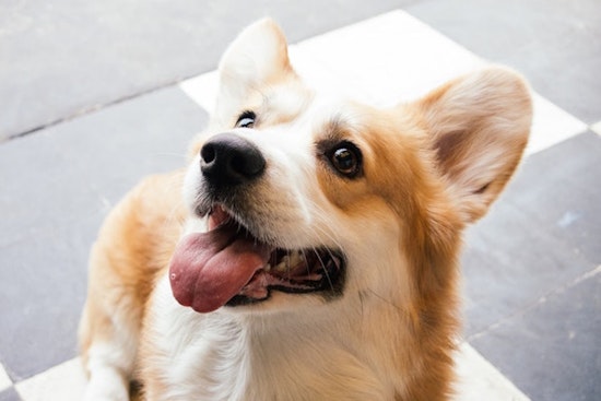 From doggies to DJ jams: 3 events worth checking out in Costa Mesa this week