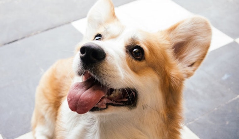 From doggies to DJ jams: 3 events worth checking out in Costa Mesa this week