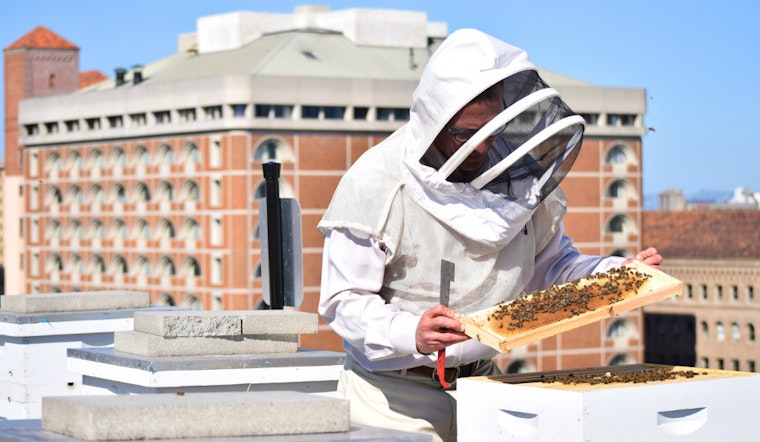 SF Hotels Get Busy On Sustainability With Rooftop Beehives