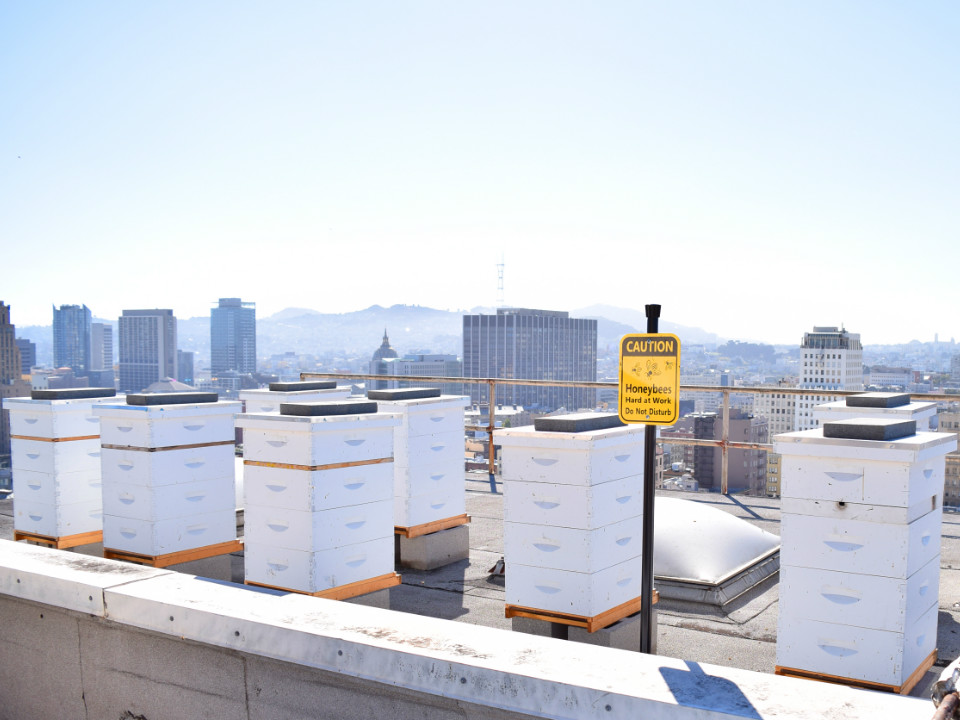 san francisco hotel booked with bees