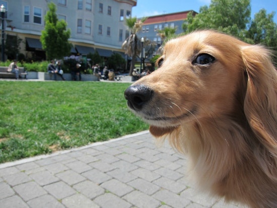 Event Spotlight: A Dog-Friendly Outdoor Movie Screening In Hayes Valley