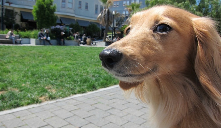 Event Spotlight: A Dog-Friendly Outdoor Movie Screening In Hayes Valley