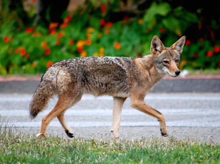 Coyote Troubles Prompt City Hazing Plan